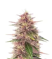 Humboldt Dream Feminized - Herbies