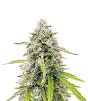 Humboldt Headband Autoflower - Herbies