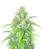 Humboldt Headband Feminized - Herbies