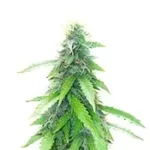Humboldt Sour Diesel Autoflower