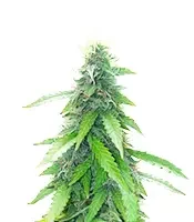 Humboldt Sour Diesel Autoflower - Herbies