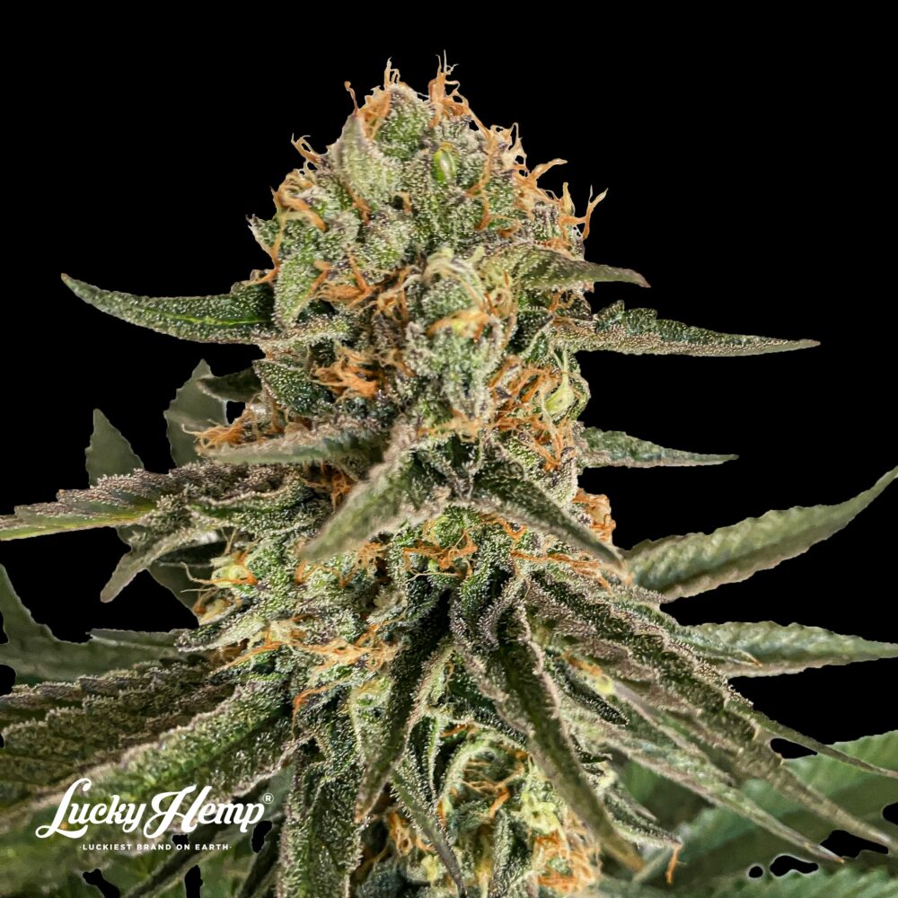 Ice Cream Cake US Samen Feminisiert - Lucky Hemp