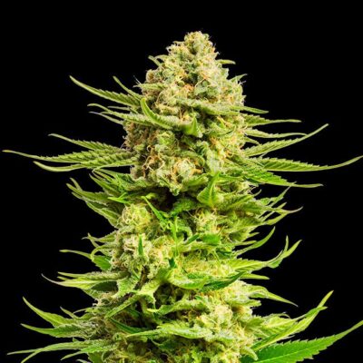 Indica Cream - Kannabia