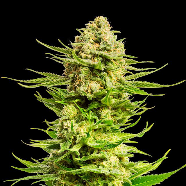 Indica Cream - Kannabia