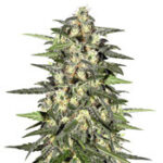 Jack Herer Auto