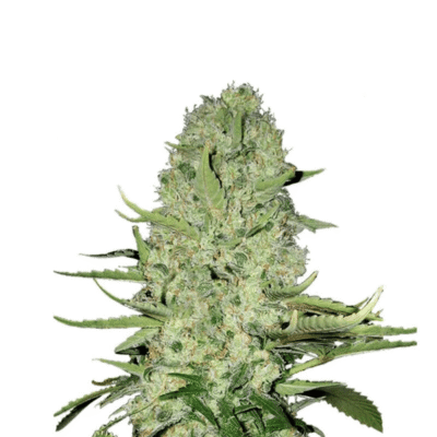 Jack Herer Automatic Cali Strain Cannabis Samen Autoflower F1 Samen – CBD040