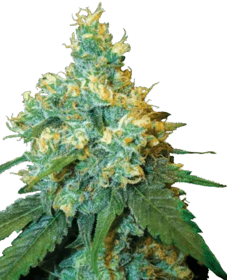 Jack Herer - CBDNOL