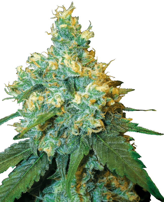 Jack Herer - CBDNOL