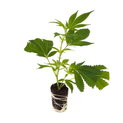 Jack Herer - Hanfgarten