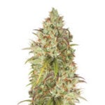 Jack Herer