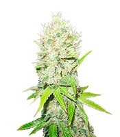 Jack La Mota - Herbies