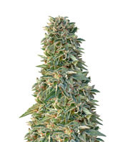 Jack-Matic Auto - Herbies