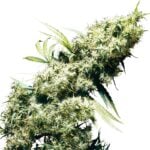 Jamaican Pearl Feminisiert