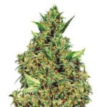 Jamaican Pearl