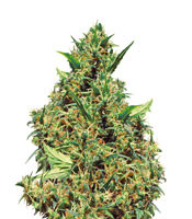 Jamaican Pearl - Herbies