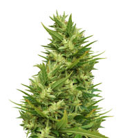 Jamaican Pearl regular - Herbies