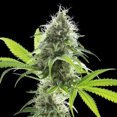 Kama Kush CBD - Kannabia