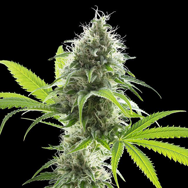 Kama Kush CBD - Kannabia