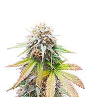 Keep Frosted Guava Autoflower - Herbies