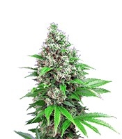 Killer Kush F1 Fast Version - Herbies