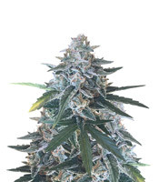 King’s Kush Auto CBD - Herbies