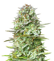 Kosher Cake Auto - Herbies