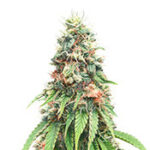 Kosher Cookies