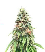 Kosher Cookies - Herbies