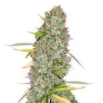 Kosher Dawg