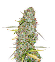 Kosher Dawg - Herbies
