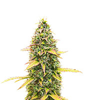 Kosher Kush 66 Autoflower - Herbies