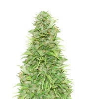 Kryptonite - Herbies