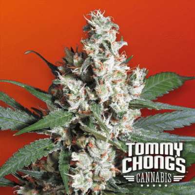 L.A. Amnesia - CBDNOL
