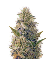 La Blanca Gold - Herbies