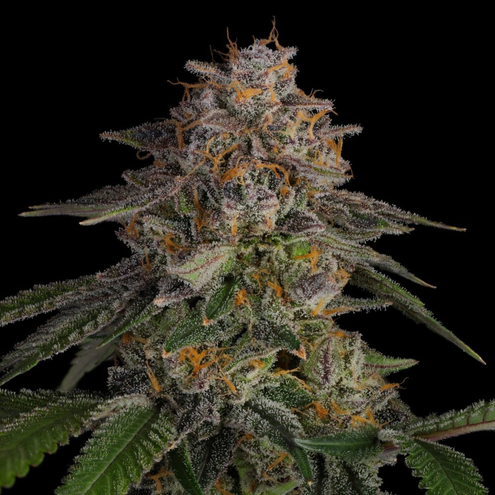 LA Kush Cake Samen Feminisiert - Lucky Hemp