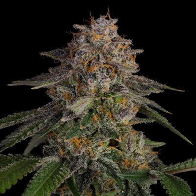 LA Kush Cake Samen Feminisiert - Lucky Hemp