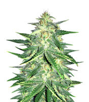 Lemon AK Auto - Herbies