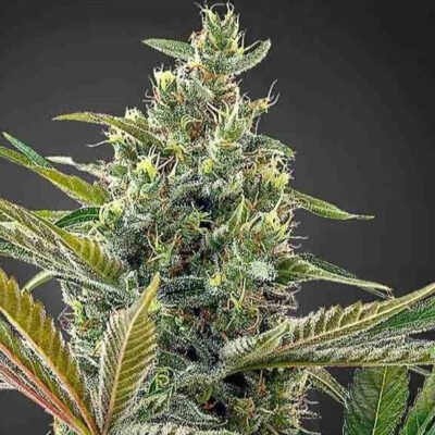 Lemon Haze CBD Samen Feminisiert - Lucky Hemp