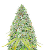 Lemon Skunk - Herbies
