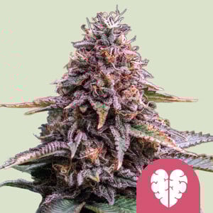 Lemon Skunk - Royal Queen Seeds