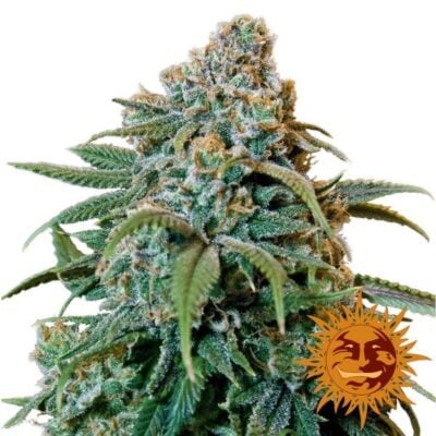 Liberty Haze - CBDNOL
