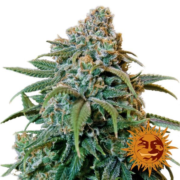 Liberty Haze - CBDNOL