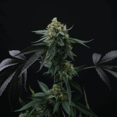 Lime Skunk Seeds Feminisiert 24% THC - East Smoke