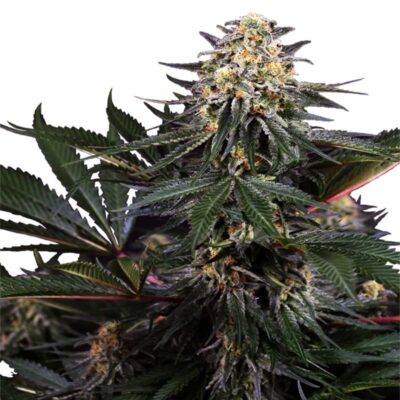 Lockdown Kush Feminisiert - Hanfgarten