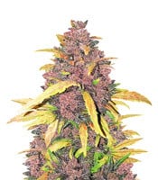 LSD-25 Auto - Herbies