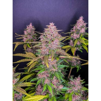 LSD Autoflower 20% THC - East Smoke