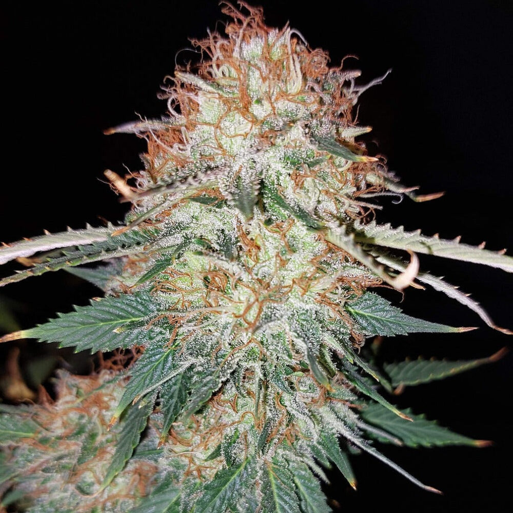 LSD Steckling - Lucky Hemp
