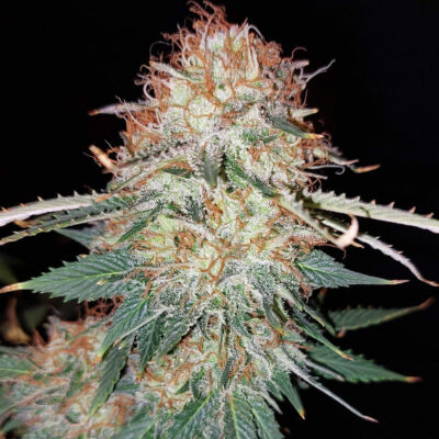 LSD Steckling - Lucky Hemp