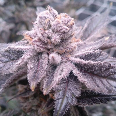 Mandarin Cookies Steckling - Lucky Hemp