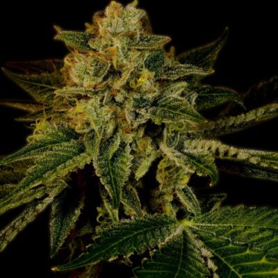 Mango Kush Steckling - Lucky Hemp
